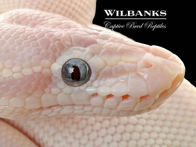 Blue Eyed Leucistic (Super Mojave) Ball Python ♂ '25