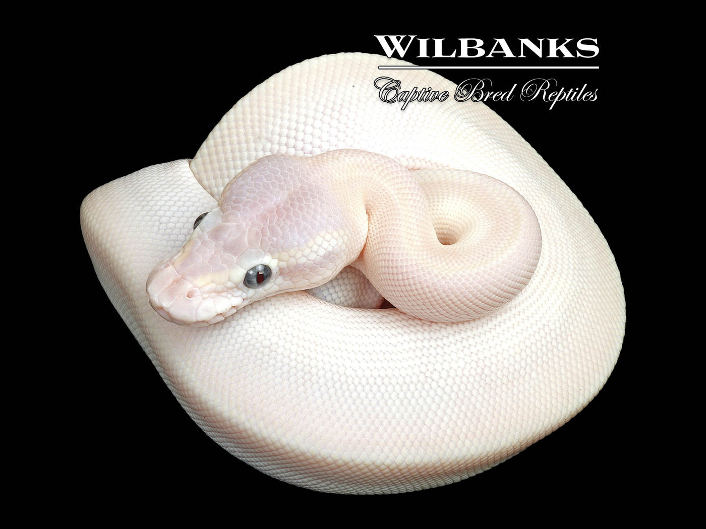 Blue Eyed Leucistic (Super Mojave) Ball Python ♂ '25