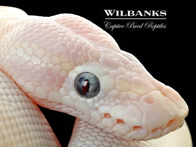 Blue Eyed Leucistic (Super Mojave) Ball Python ♂ '25