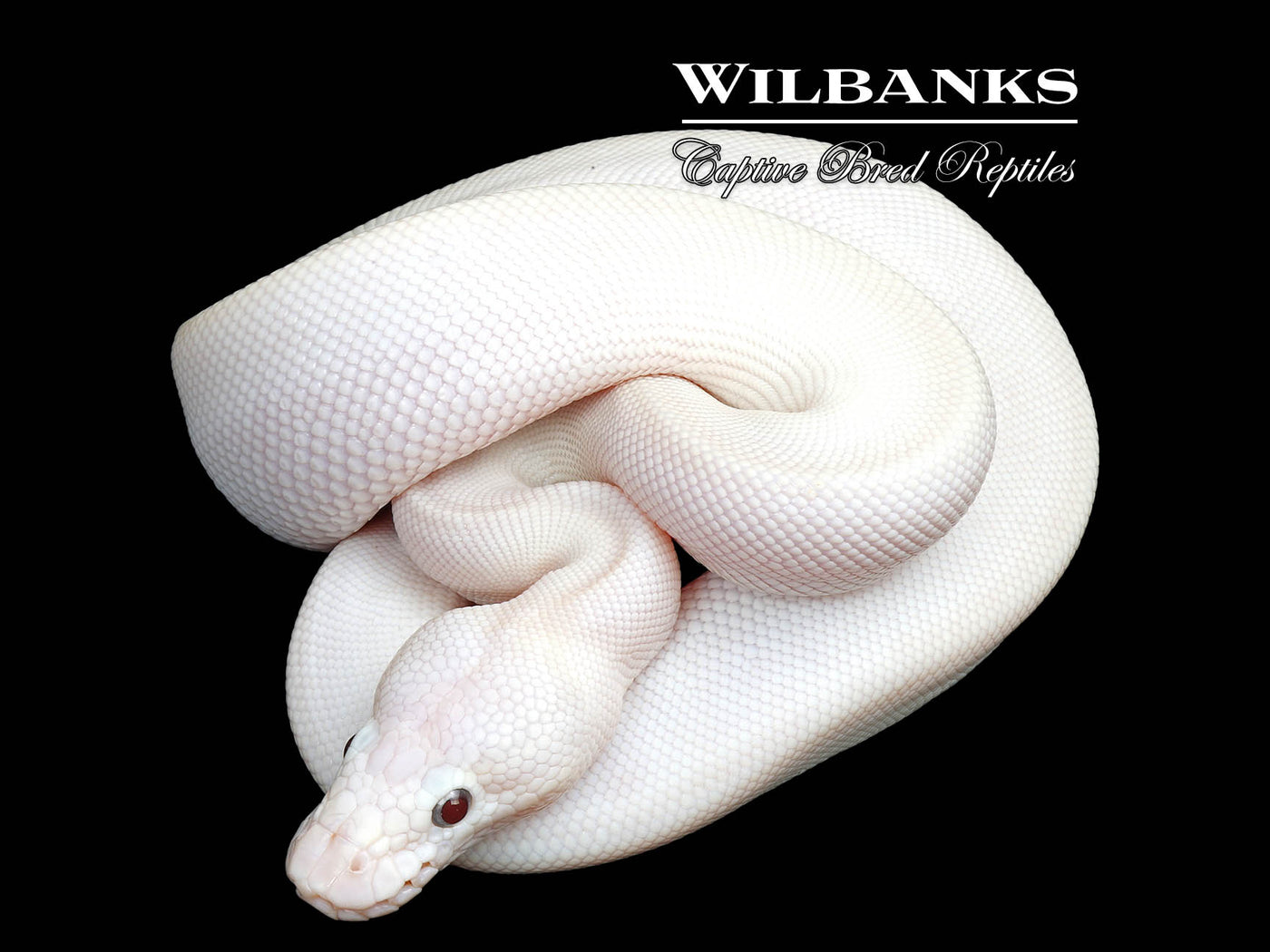 Banana Blue Eyed Leucistic (Mojave Butter) Ball Python ♂ '25