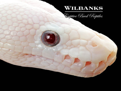 Banana Blue Eyed Leucistic (Mojave Butter) Ball Python ♂ '25