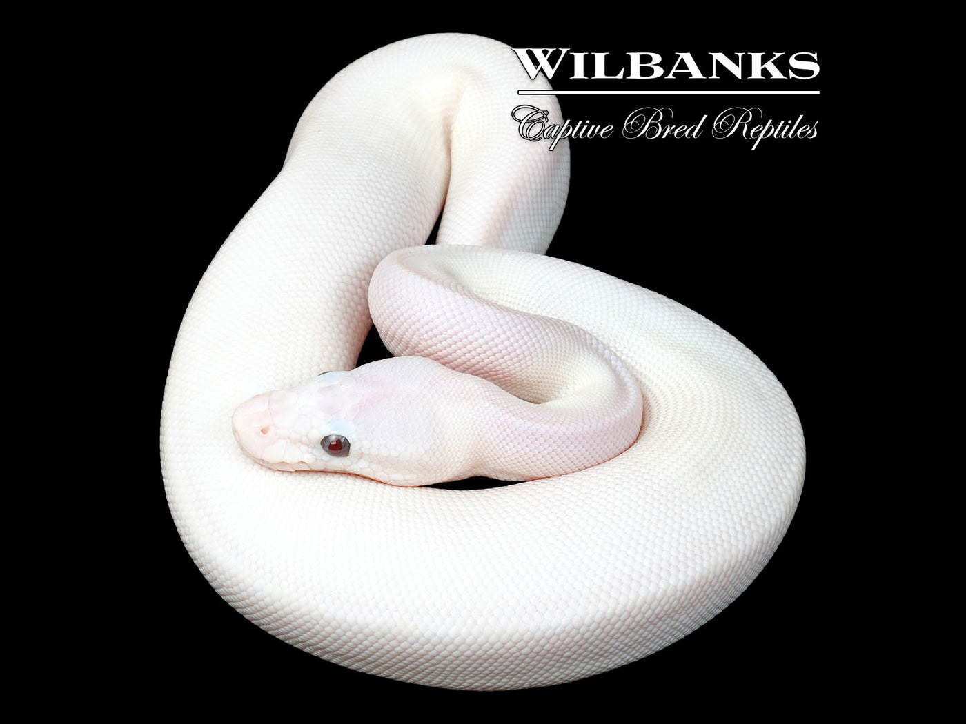 Banana Blue Eyed Leucistic (Mojave Butter) Ball Python ♂ '25