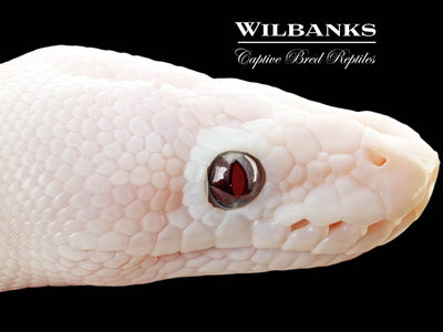 Banana Blue Eyed Leucistic (Mojave Butter) Ball Python ♂ '25