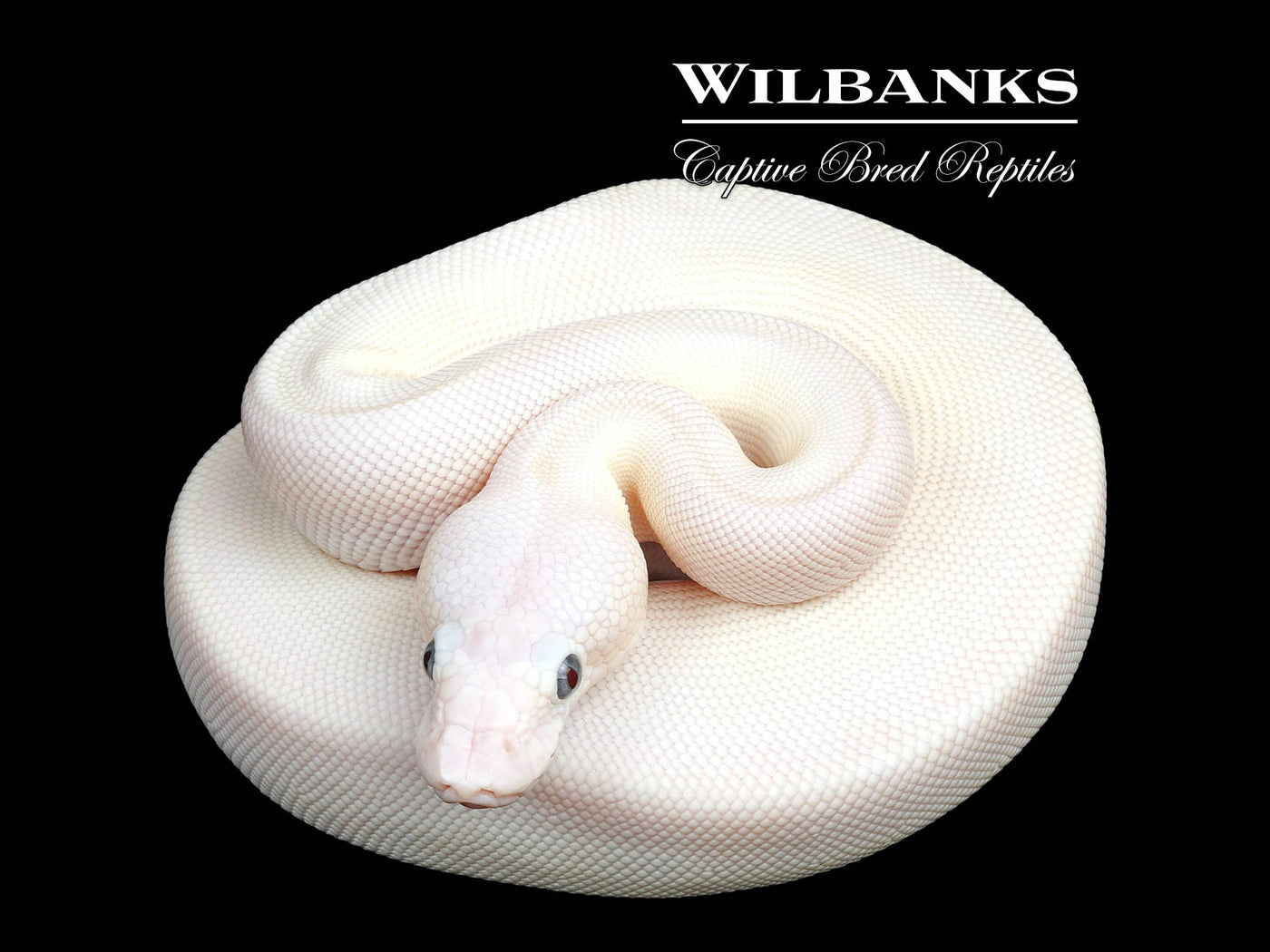 Blue Eyed Leucistic (Mojave Butter) Ball Python ♀ '25