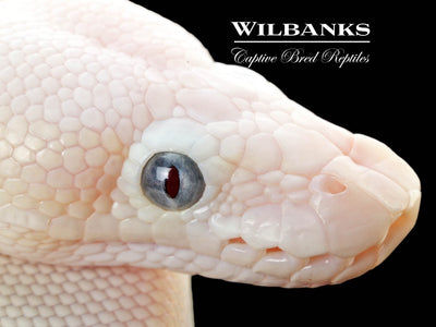 Blue Eyed Leucistic (Mojave Butter) Ball Python ♀ '25