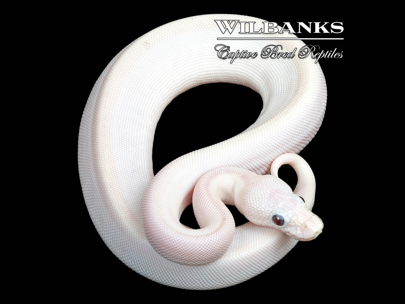 Blue Eyed Leucistic (Mojave Butter) Ball Python ♀ '25