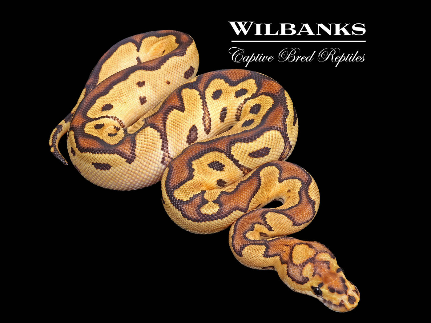 Fire Clown Ball Python ♂ '25