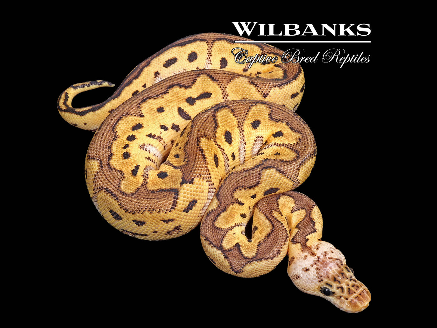 Pastel Clown Ball Python ♀ '25