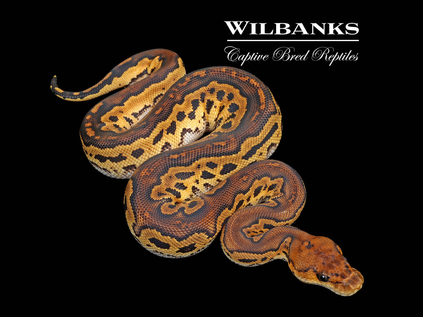 Blackhead Clown Ball Python  ♀ '25