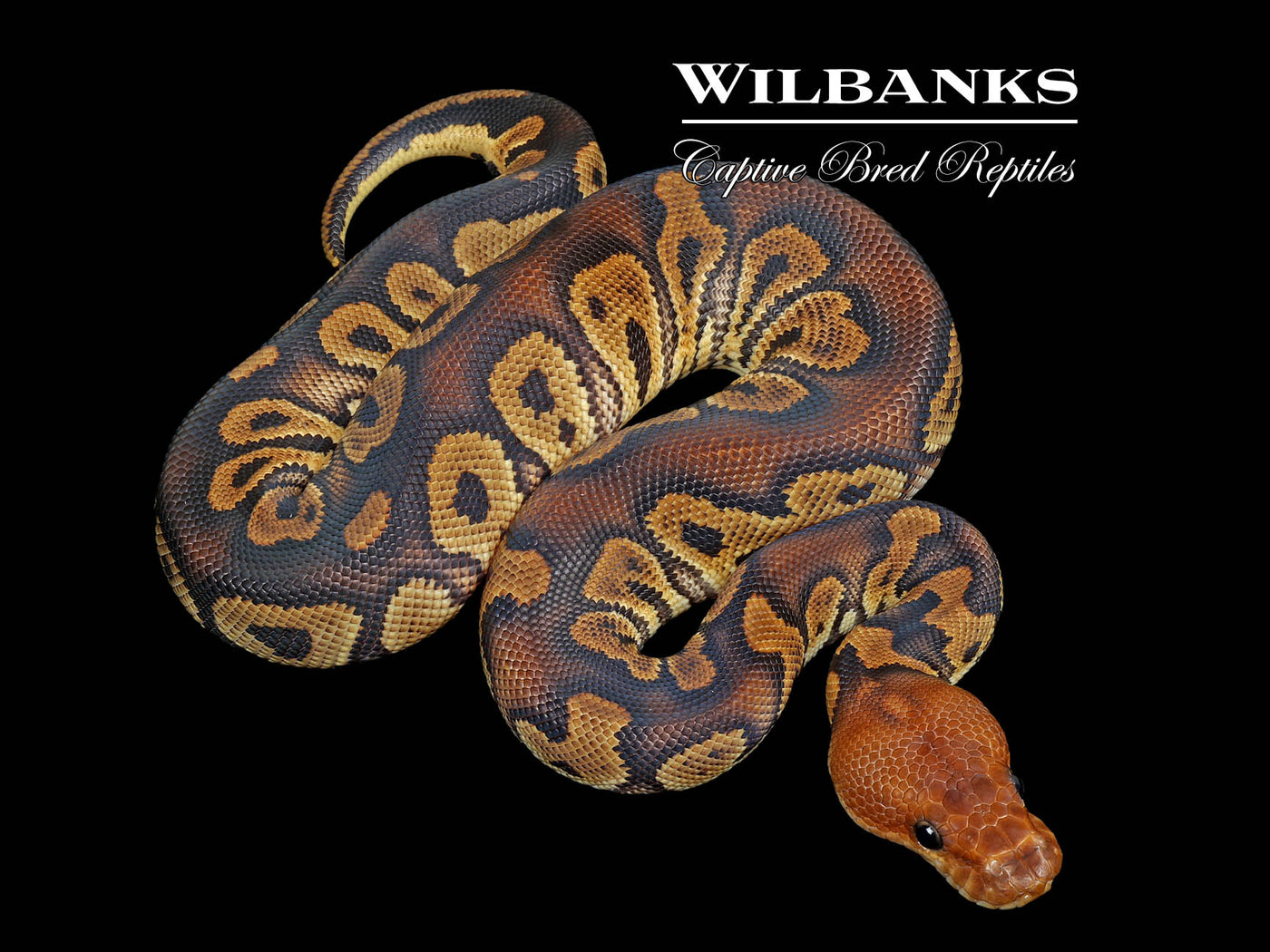 Mahogany Clown Ball Python ♂ '25