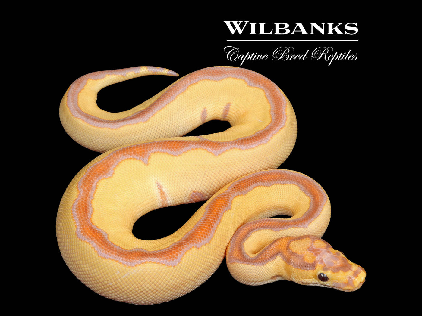 Banana Blade Clown Ball Python ♂ '25
