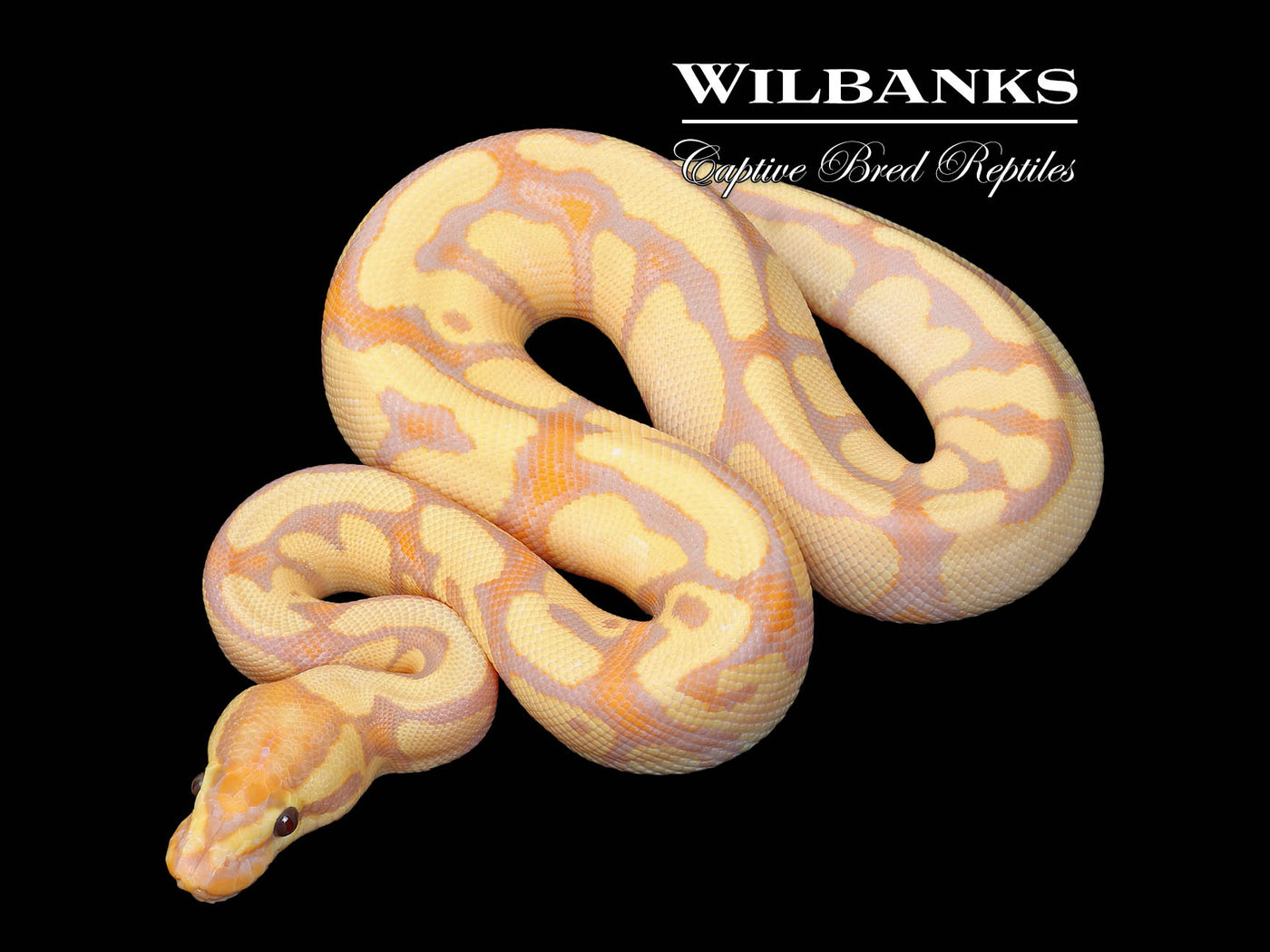 Banana Fire Enchi 100% Het. Clown Ball Python ♂ '25