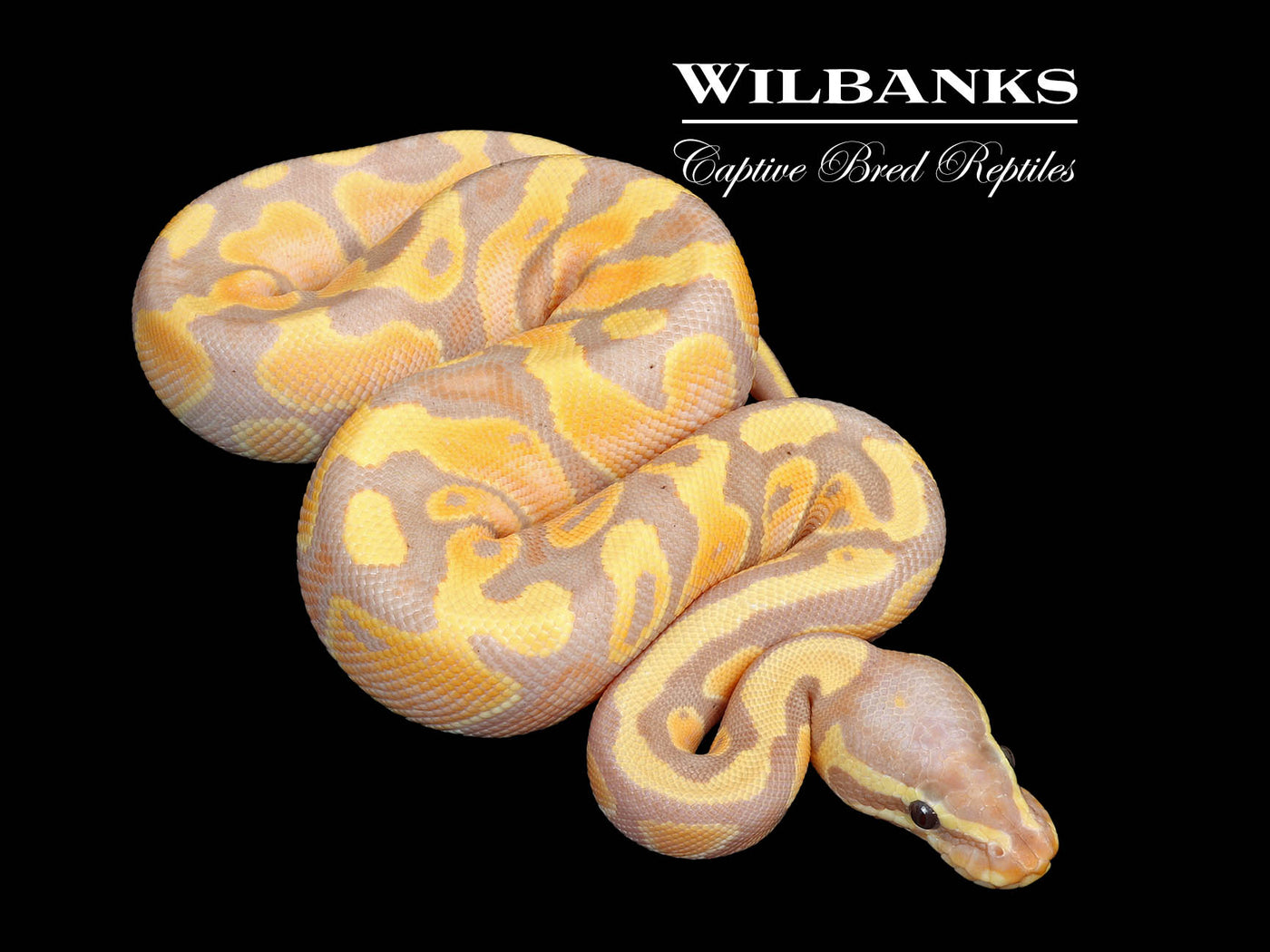 Banana Ball Python ♂ '25
