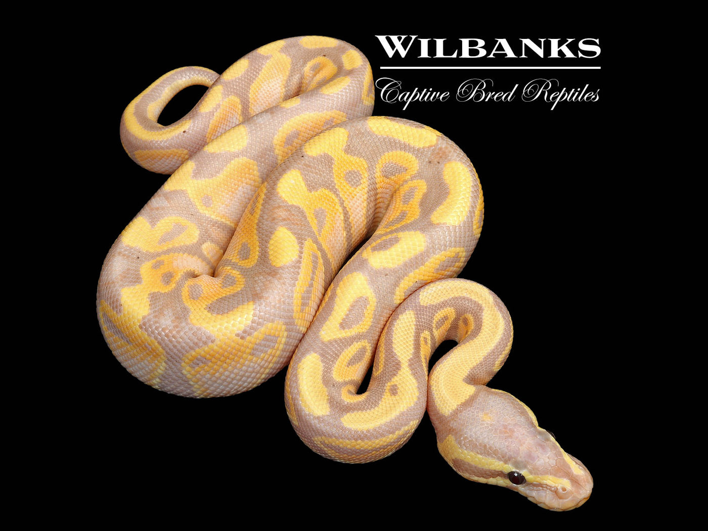 Banana Ball Python ♂ '25