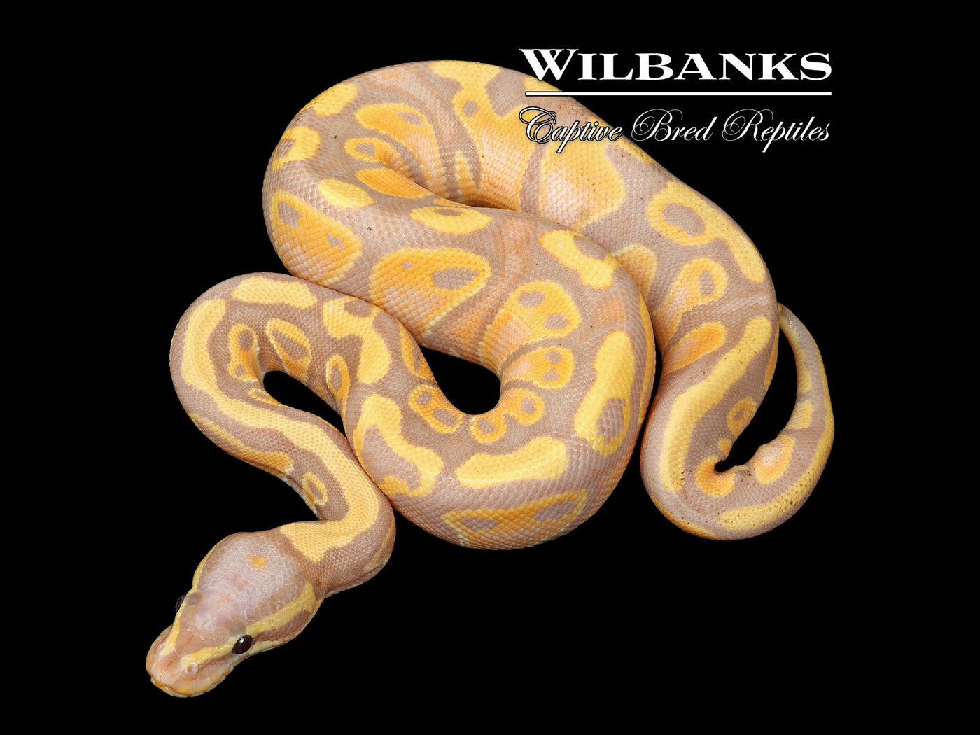 Banana Ball Python ♂ '25