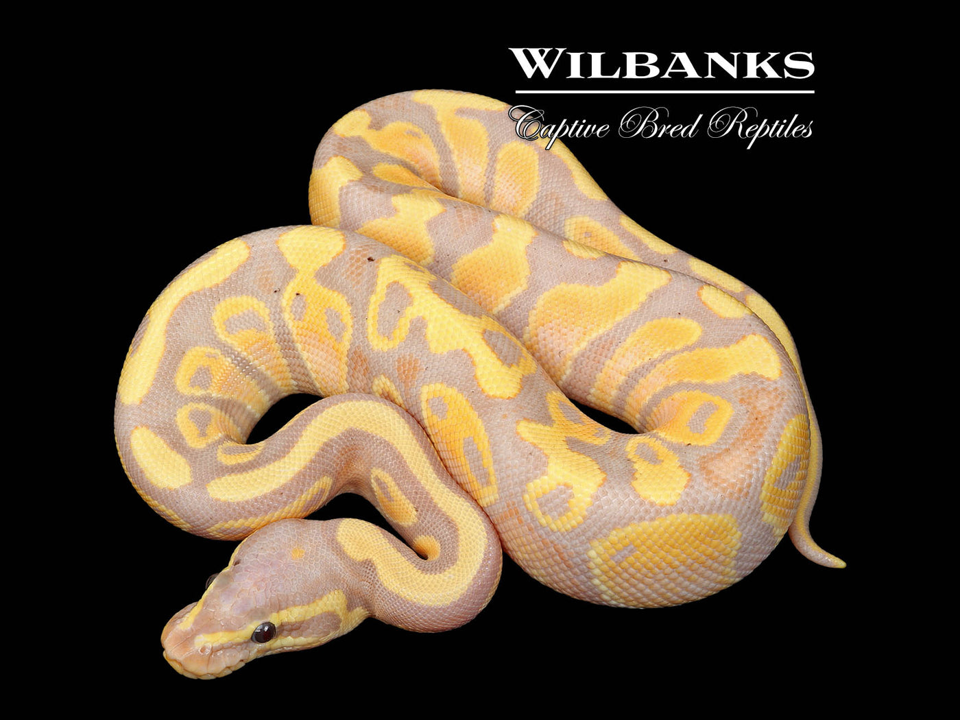 Banana Ball Python ♂ '25