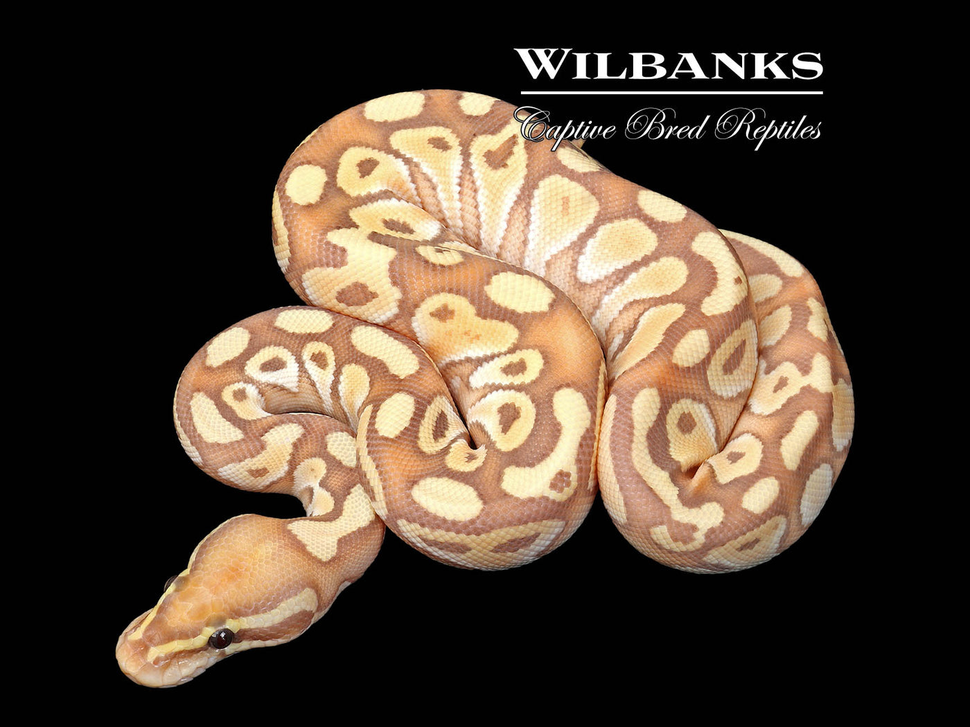 Banana Butter Ball Python ♂ '25