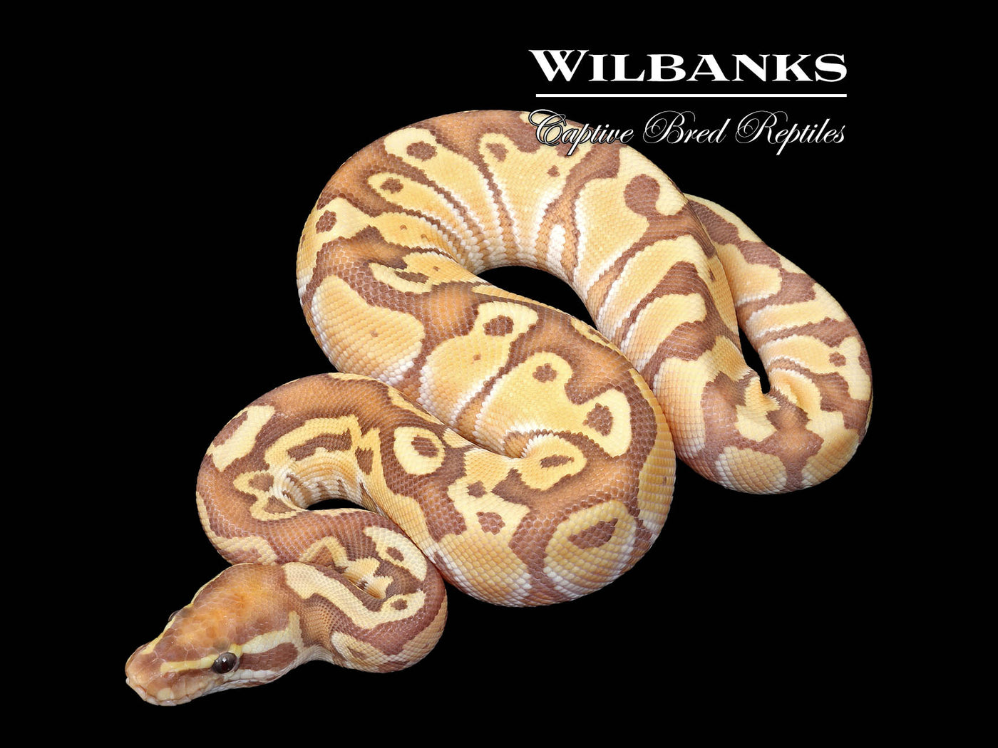 Banana Butter Ball Python ♂ '25