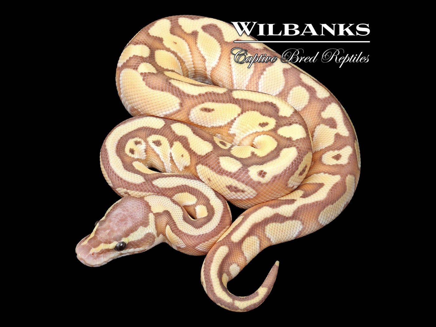 Banana Pastel Butter Ball Python ♂ '25