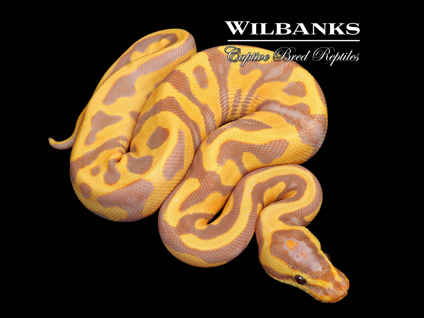 Banana Leopard Yellow Belly Ball Python ♂ '25