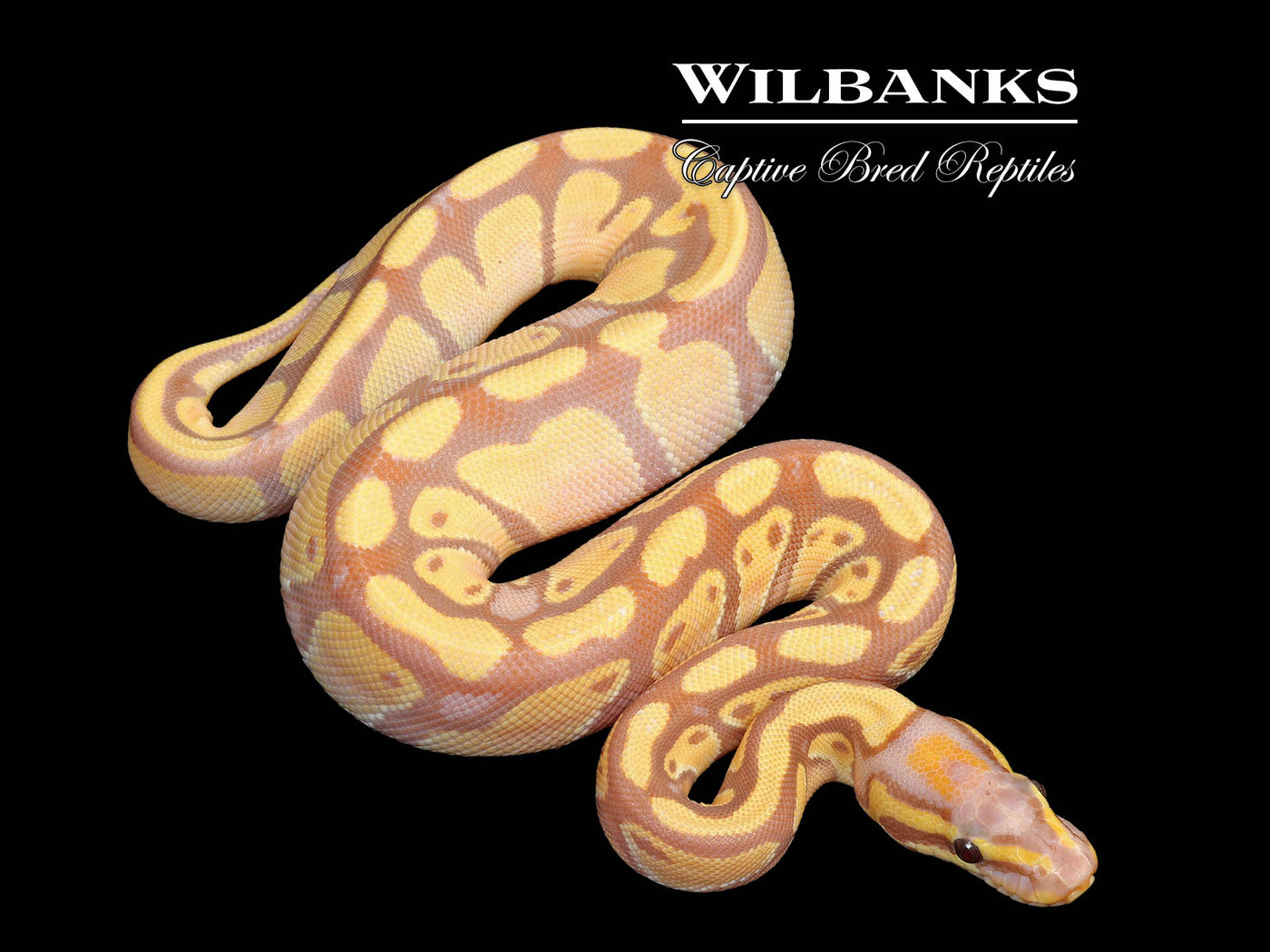 Banana Enchi Ball Python ♀ '25