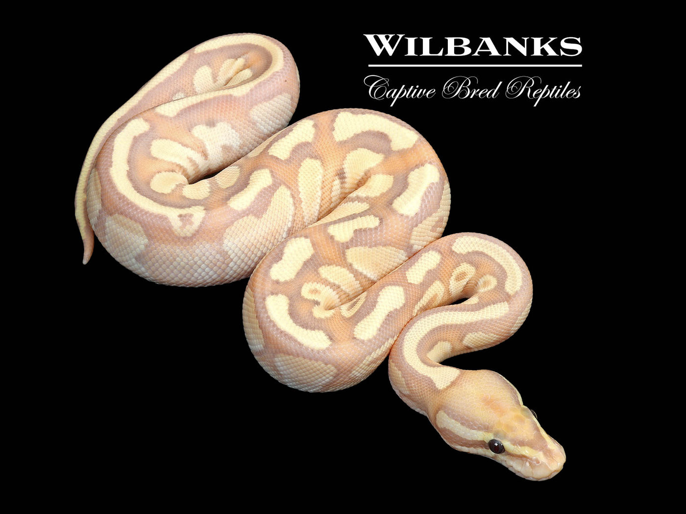 Banana Nuclear Ball Python ♂ '25
