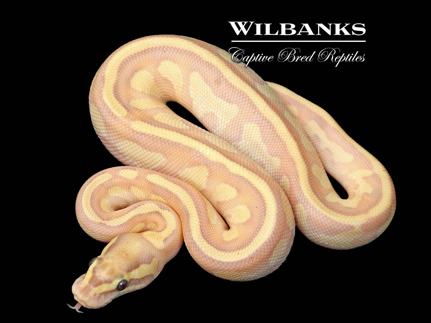 Banana Nuclear Yellow Belly Enchi Ball Python ♂ '25