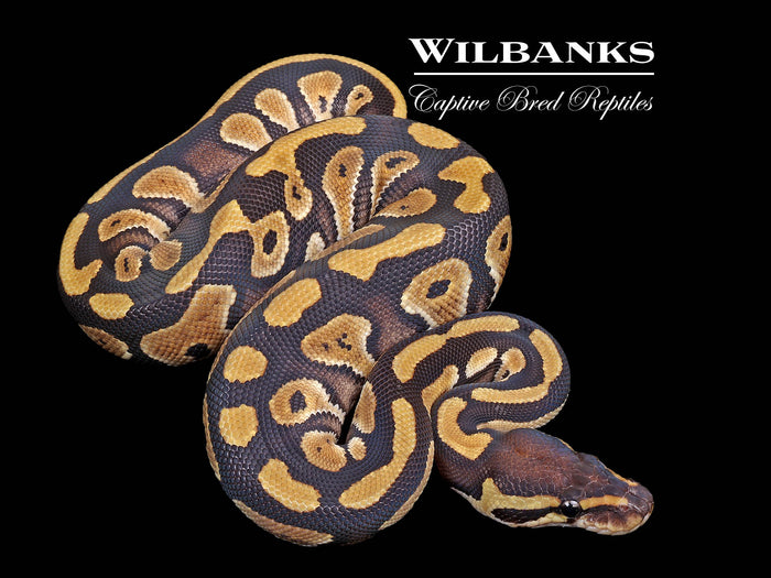 Phantom 100% Het. Pied Ball Python ♀ '26