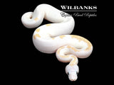 Super Fire Ball Python ♂ '26