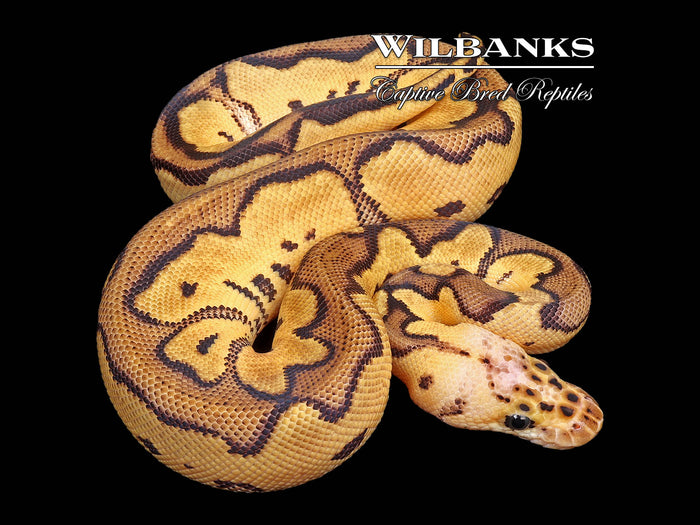Pastel Clown Ball Python ♀ '26