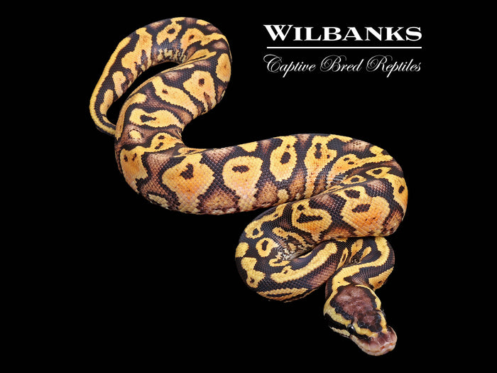 Pastel Yellow Belly Ball Python ♂ '26