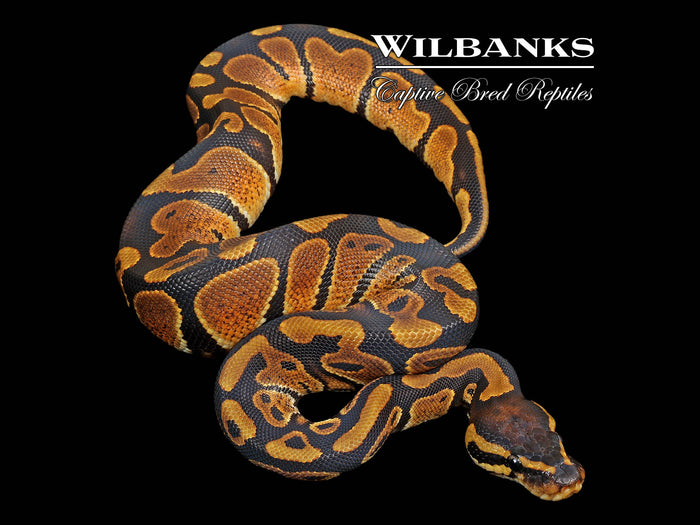 100% DH Lavender Pied Ball Python ♂ '26