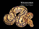 Red Stripe Fire Spotnose Clown Ball Python ♀ '26