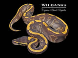 Mojave GHI Enchi 100% Het. Clown Ball Python ♀ '26