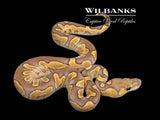 Mojave GHI Enchi Clown Ball Python ♂ '26