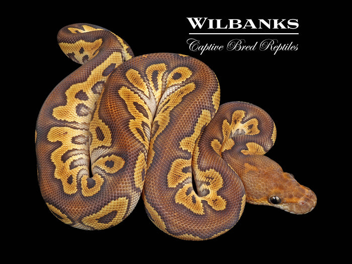 Mojave Clown Ball Python ♂ '26
