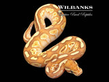 Banana Butter Ball Python ♂ '26