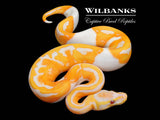 Dreamsicle Lavender Pied Ball Python ♀ '26