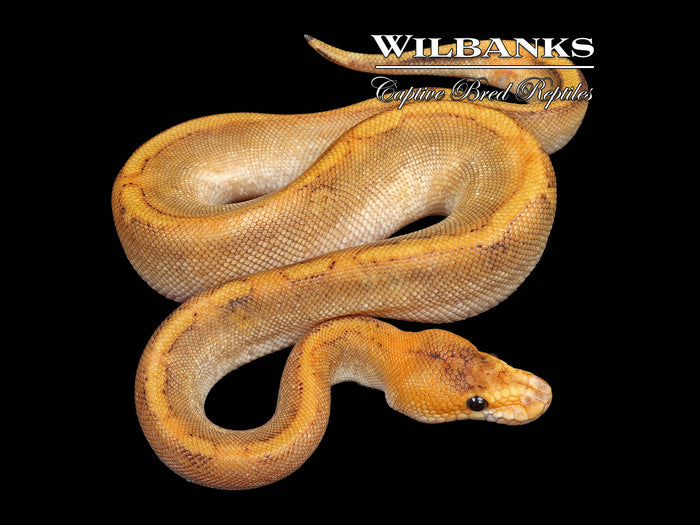 Champagne Ball Python ♂ '26