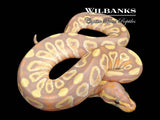 Banana Mojave Ball Python ♂ '26