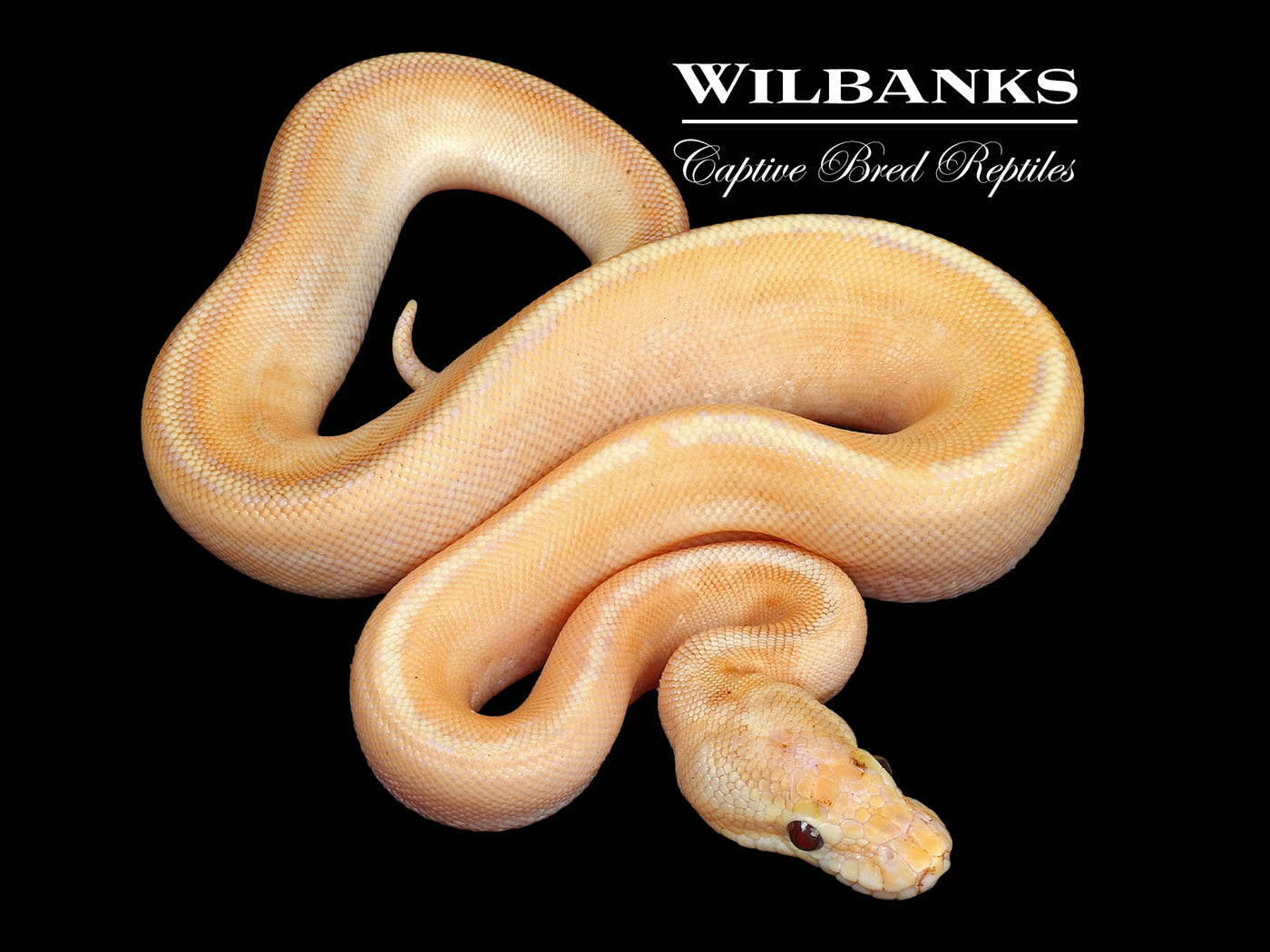 Banana Puma 100% Het. Pied Ball Python ♂ '24