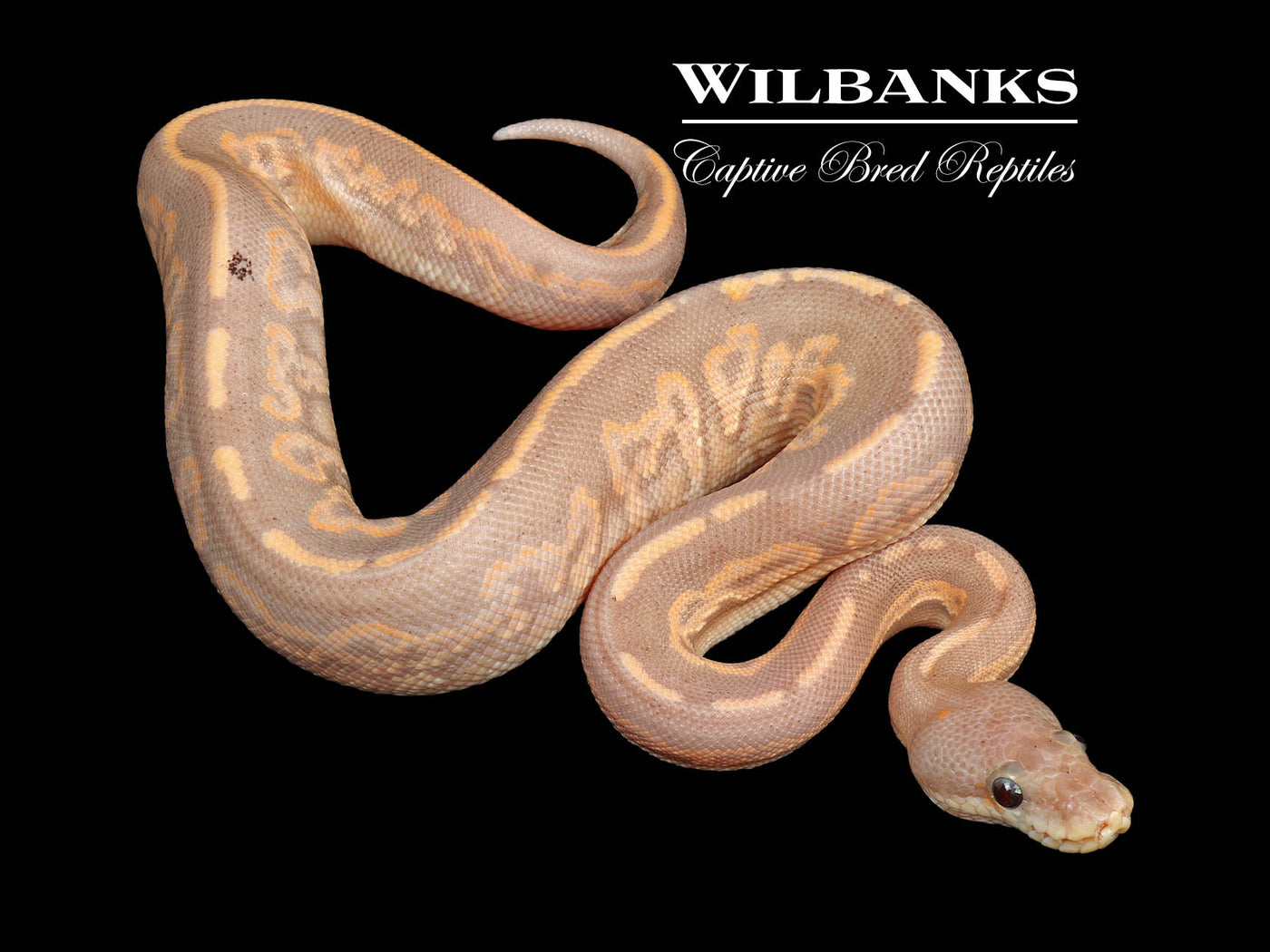 Banana Mahogany Cinnamon Ball Python ♂ '24