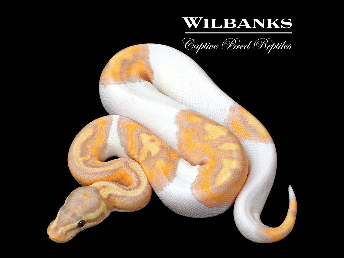 Banana Pied Ball Python ♂ '25