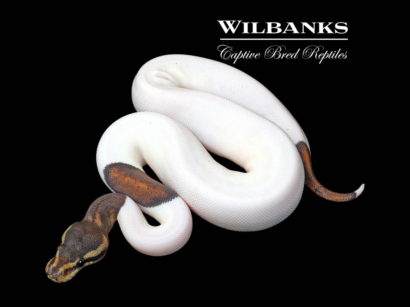 Mahogany Black Pastel Pied Ball Python ♀ '25