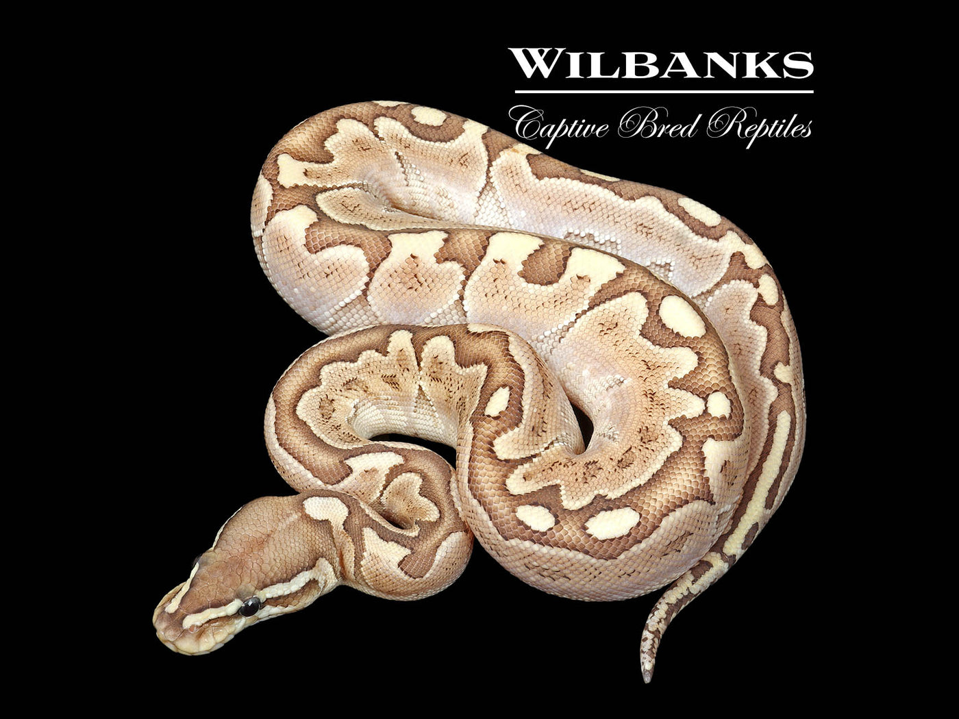 Bamboo Ball Python ♀ '25