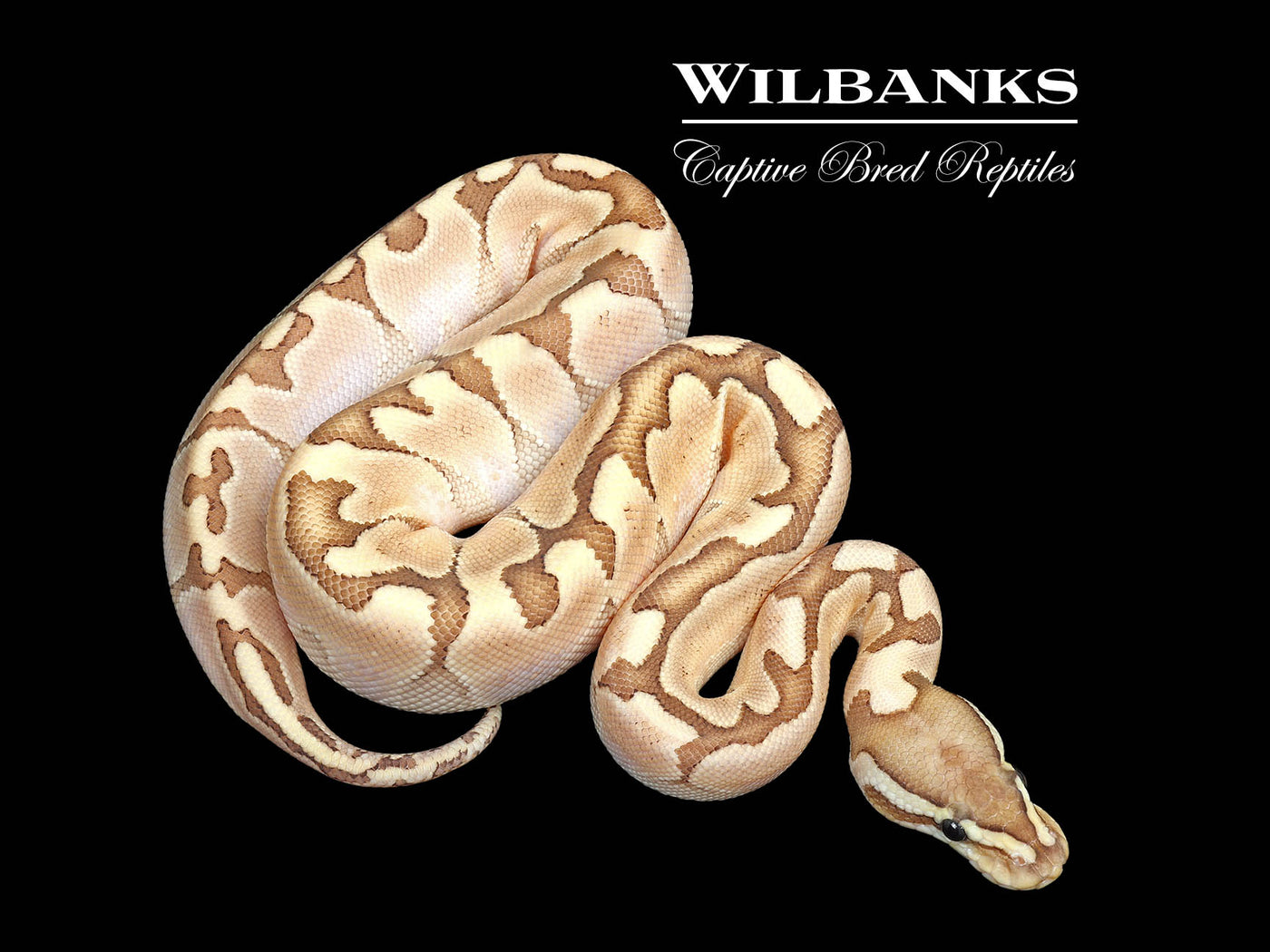 Bamboo Enchi Ball Python ♀ '25