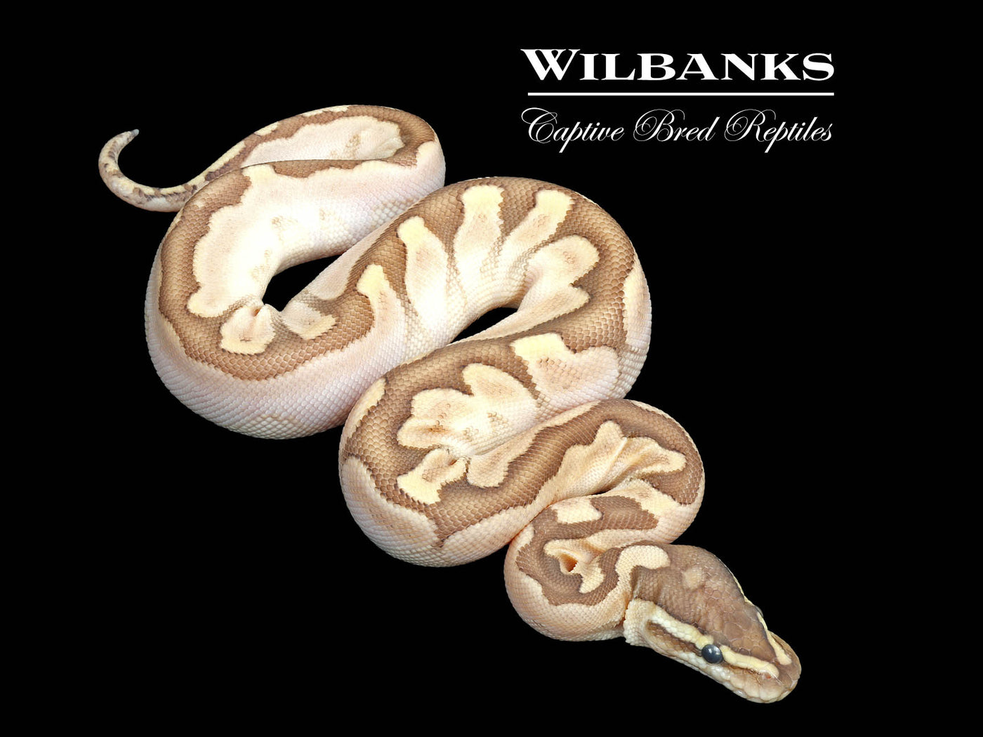 Bamboo Sugar Enchi Ball Python ♀ '25
