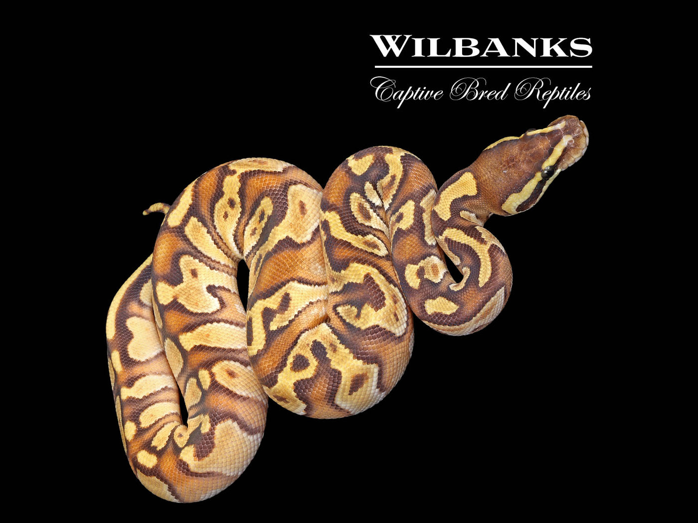 Mojave Enchi Ball Python ♂ '25