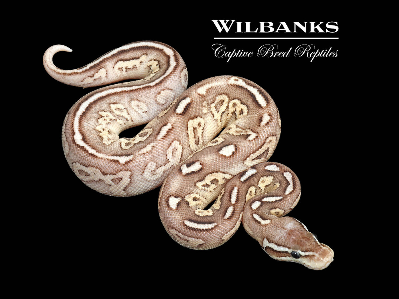Pewter Fire Special Ball Python ♂ '25
