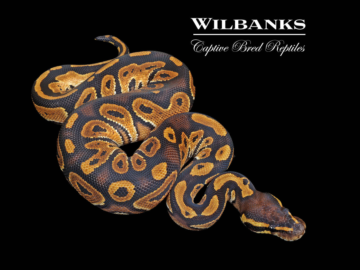 Russo Blackhead Ball Python ♂ '25
